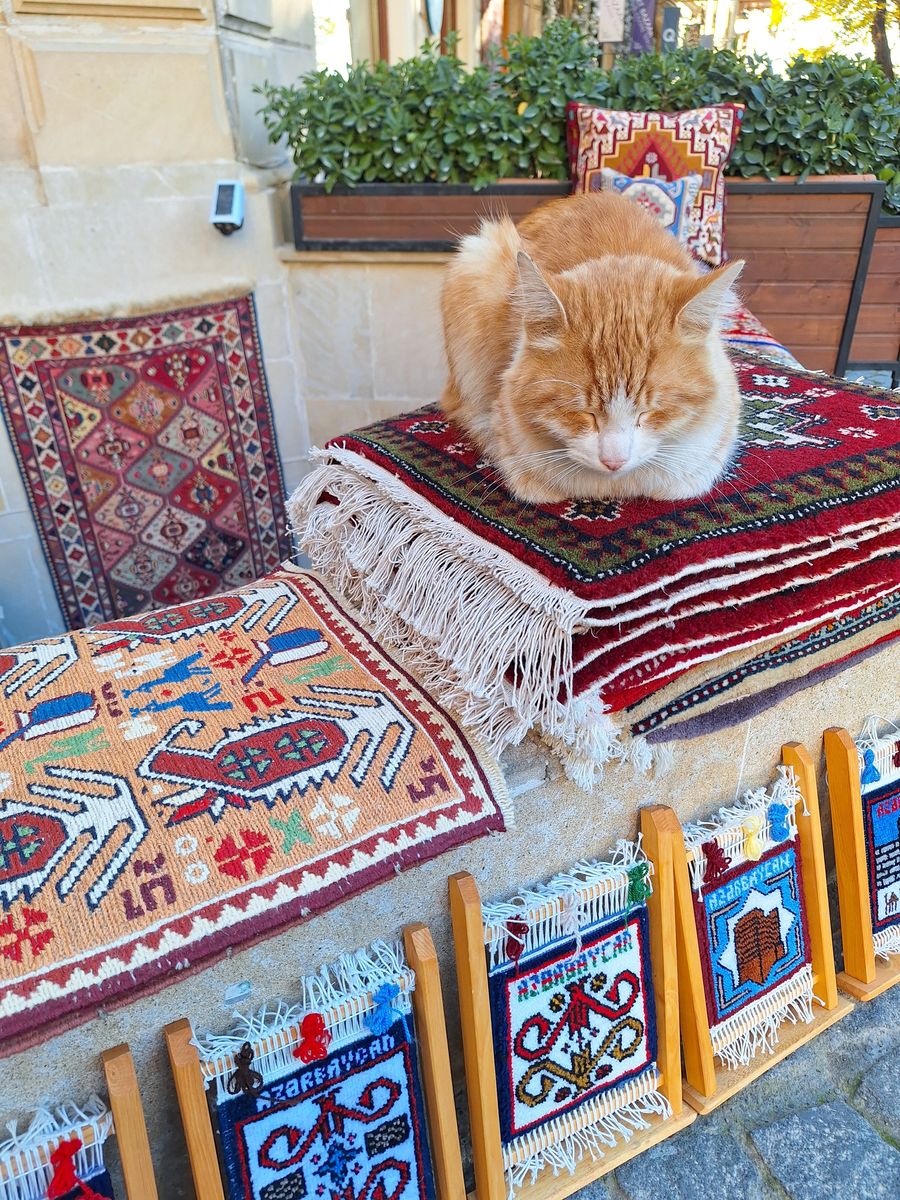 Cat asleep on a carpet stall