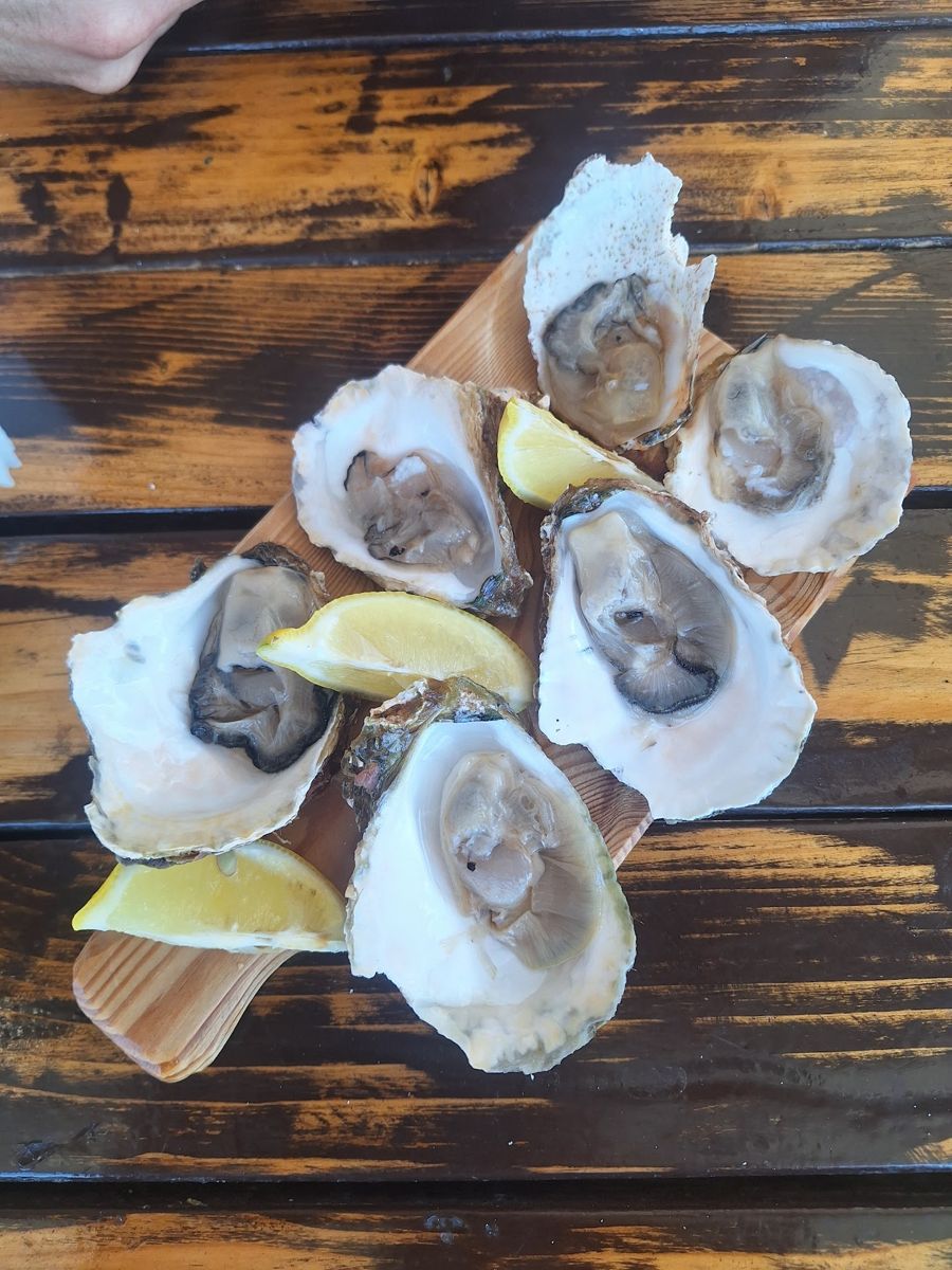 Fresh oysters from a Kotor bay farm